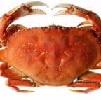 Best Dungeness crab in Philadelphia, PA