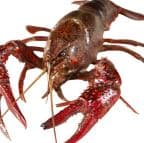 Best Crawfish in Philadelphia, PA